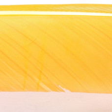 Пір'я індичі з біоти Hareline Turkey Biot Quills, світло-помаранчеві ( SULPHUR ORANGE) Пір'я індичі з біоти Hareline Turkey Biot Quills, світло-помаранчеві ( SULPHUR ORANGE)