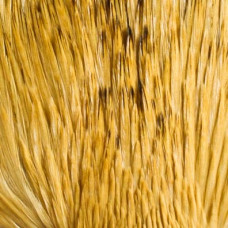 Скальп для сухих мушок Wapsi Dry Fly Rooster Neck, грейд 2, світло-рудий (LIGHT GINGER) Скальп для сухих мушок Wapsi Dry Fly Rooster Neck, грейд 2, світло-рудий (LIGHT GINGER)