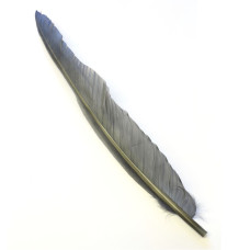 Махові пера гусака Wapsi Goose Quills, сірі (DYED GRAY) Махові пера гусака Wapsi Goose Quills, сірі (DYED GRAY)