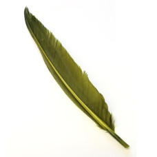 Махові пера гусака Wapsi Goose Quills, оливкові (OLIVE) Махові пера гусака Wapsi Goose Quills, оливкові (OLIVE)