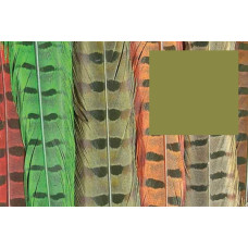 Пір'я з хвоста фазана звичайного Wapsi RINGNECK TAIL FEATHERS, оливкові (OLIVE) Пір'я з хвоста фазана звичайного Wapsi RINGNECK TAIL FEATHERS, оливкові (OLIVE)